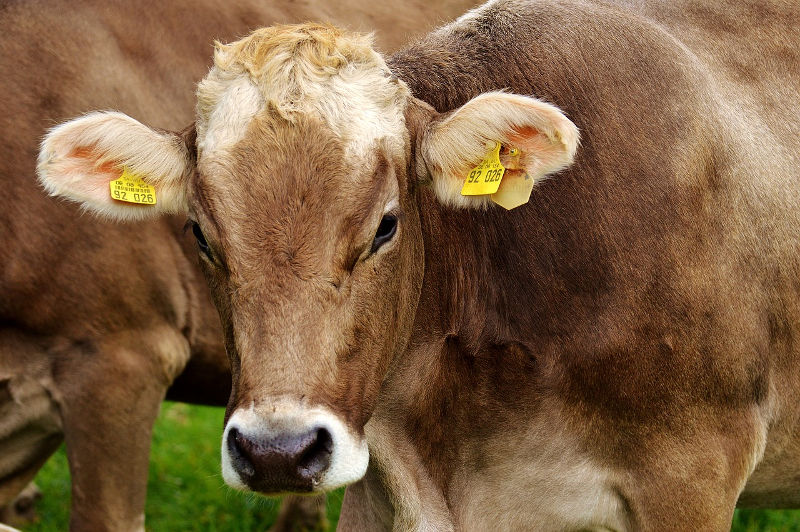 Cattle Tagged With RFID